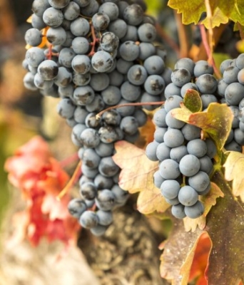 Tempranillo druer i Ribera del Duero