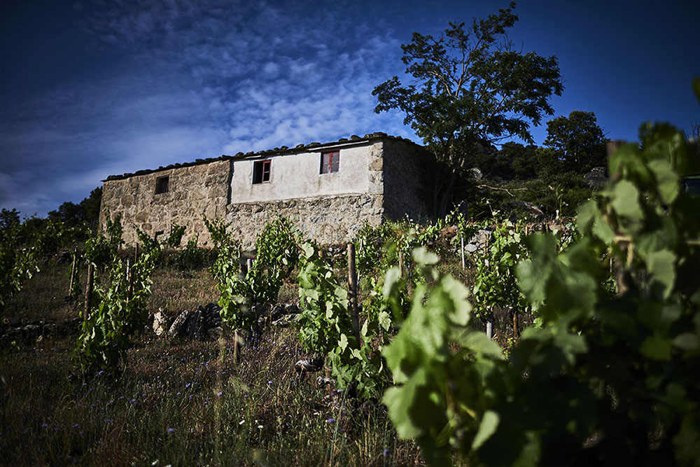 Virgen del Galir sin vinkjeller i Valdeorras Galicia