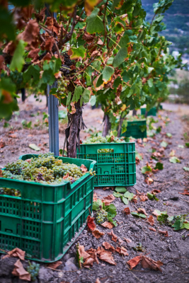 Innhøsting av Godello til Val do Galir Godello i Valdeorras Galicia