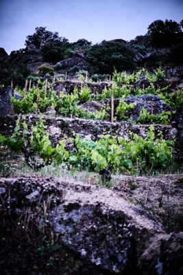 Vinmarkene As Ermitas hos Virgen del Galir i Valdeorras Galicia