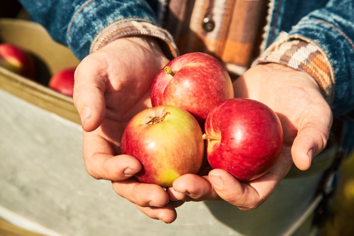 Epler fra Hardanger hos Aga Sideri som lager Norges beste eplesider