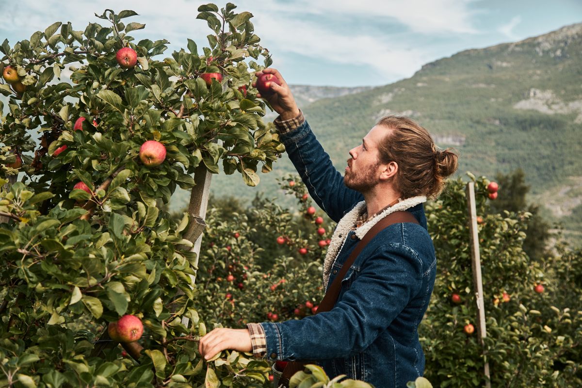 Joar Aga plukker epler i Hardanger hos Aga Sideri