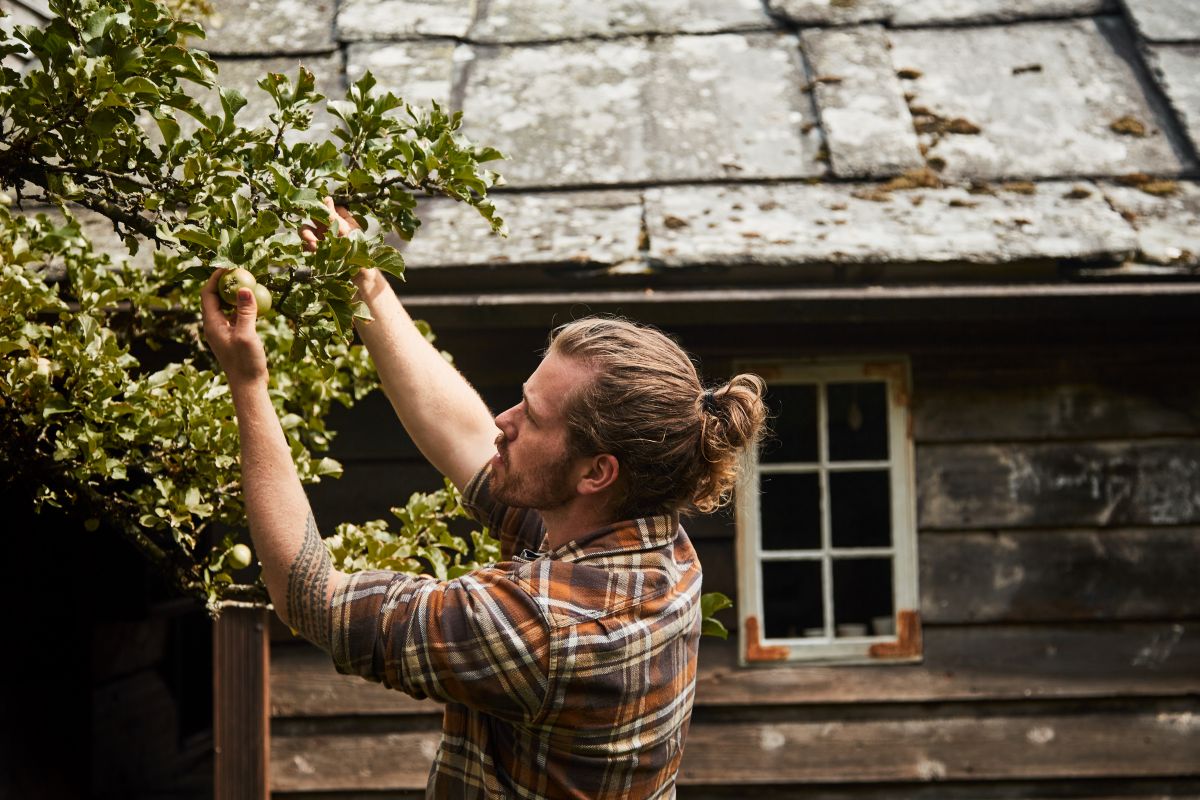 Joar Aga plukker epler hos Aga Sideri som lager Norges beste eplesider