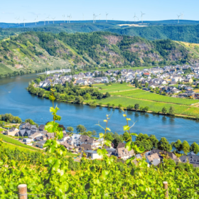 RIesling vinmarker i Mosel
